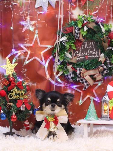 20231202プリンちゃん